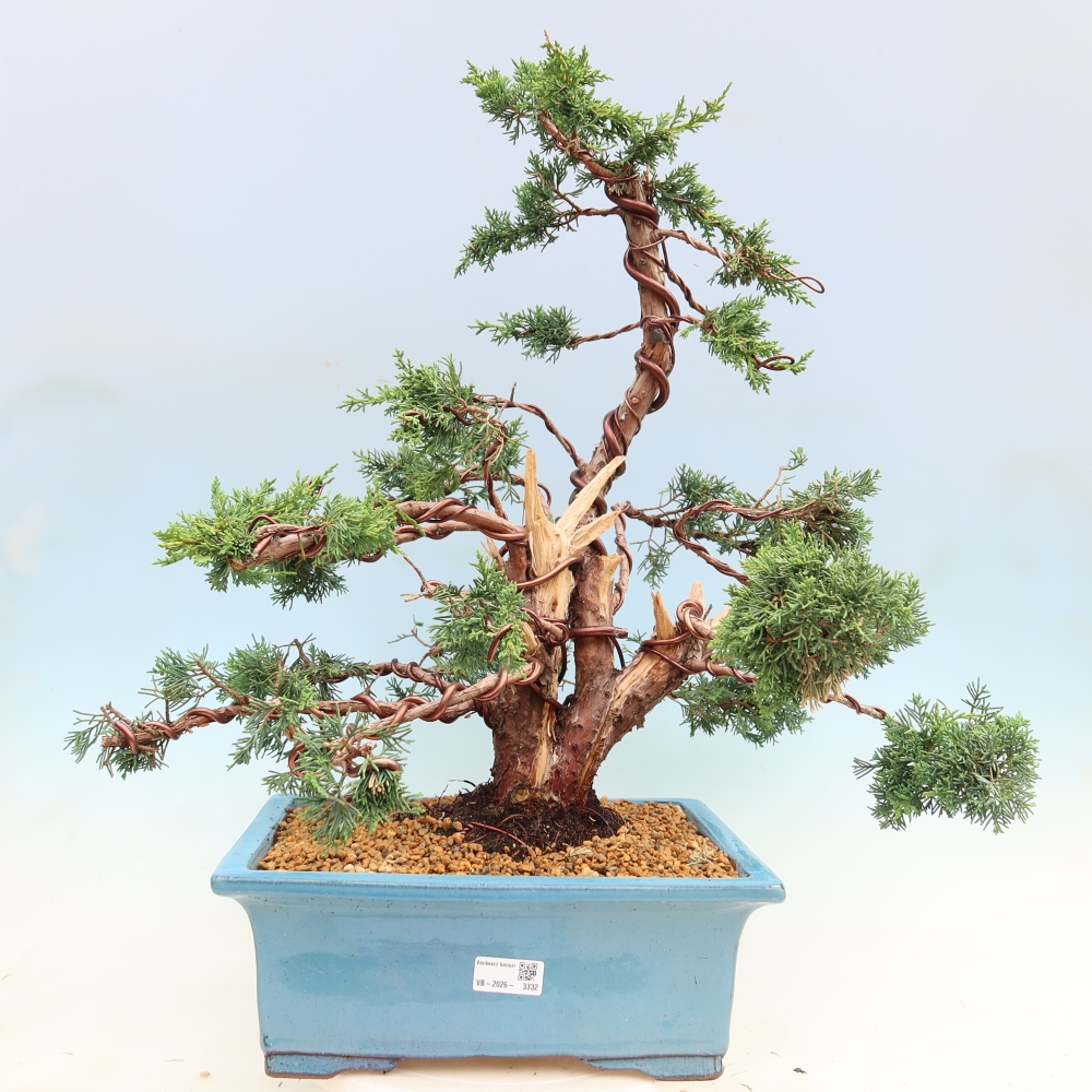 Vonkajší bonsaj - Juniperus chinensis Kishu