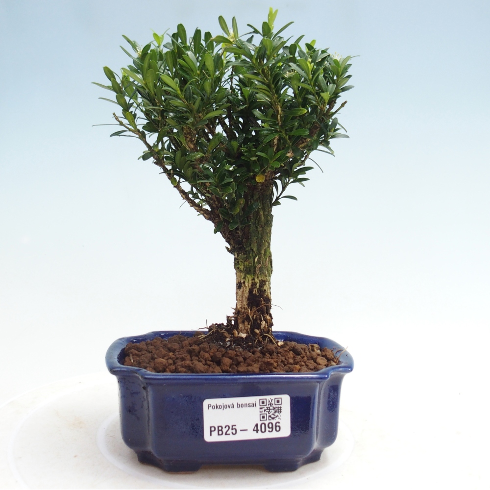 Izbové bonsaje - Buxus harlandii - korkový buxus