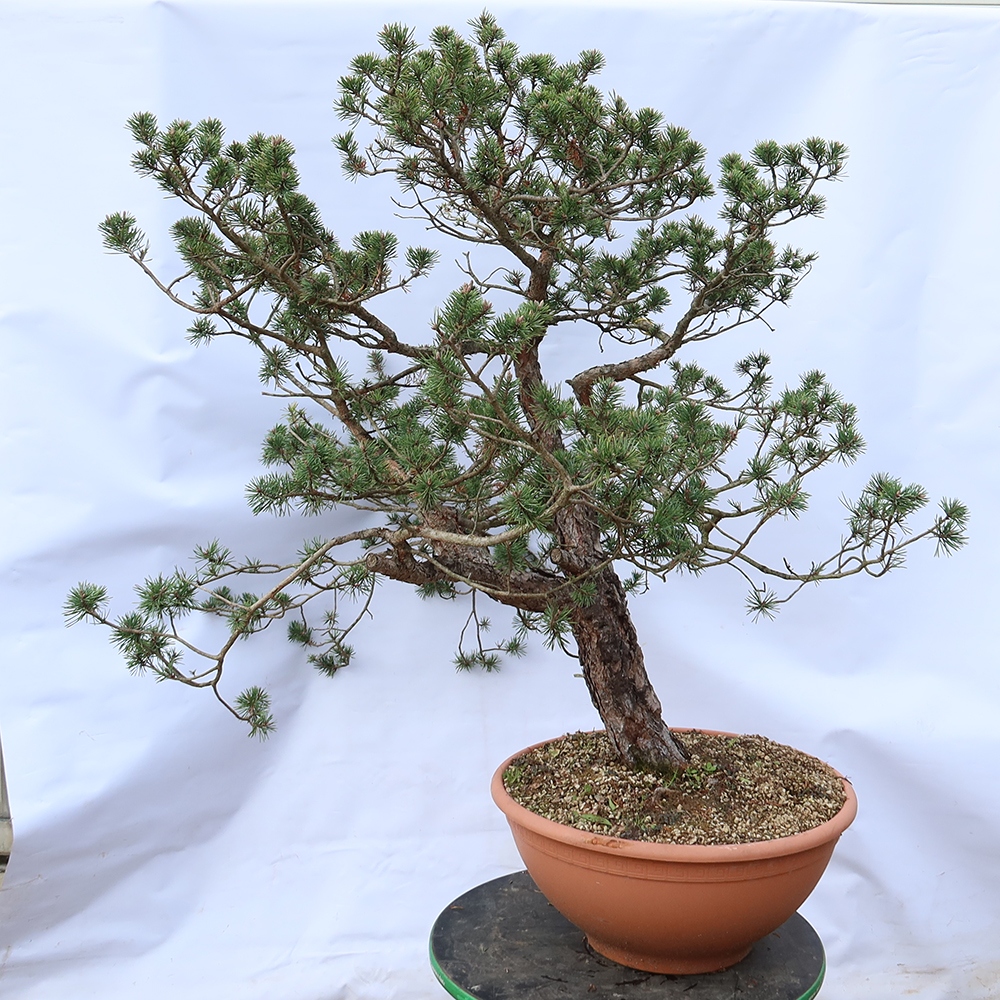Pinus sylvestris Španielsko – borovica lesná