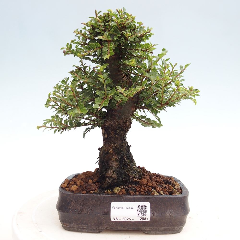 Vonkajší bonsai - Ulmus parvifolia Hokkaido - brest Čínsky