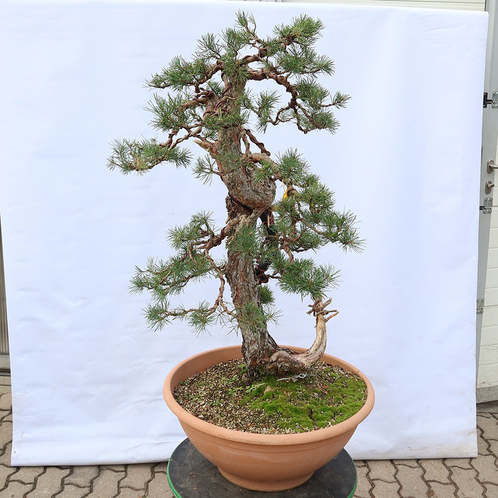 Pinus sylvestris Španielsko – borovica lesná