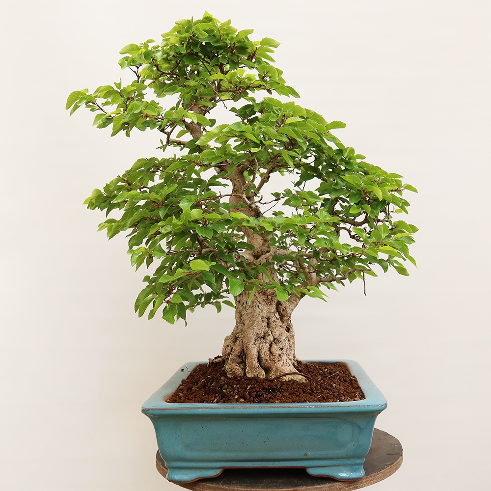 Vonkajší bonsai -Carpinus Coreana - Hrab kórejský