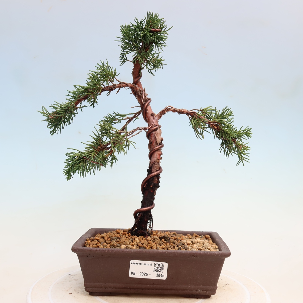 Vonkajší bonsaj - Juniperus chinensis Kishu