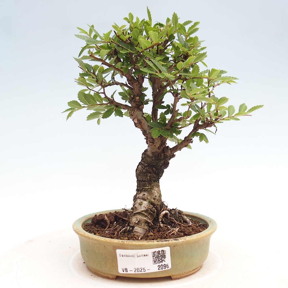 Vonkajšie bonsai - Zelkova - Zelkova Nirom