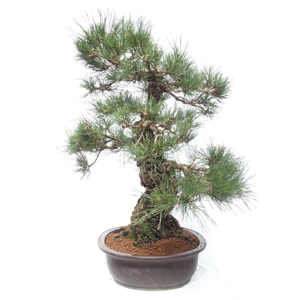 Vonkajšie bonsai - Pinus thunbergii - Borovica thunbergova