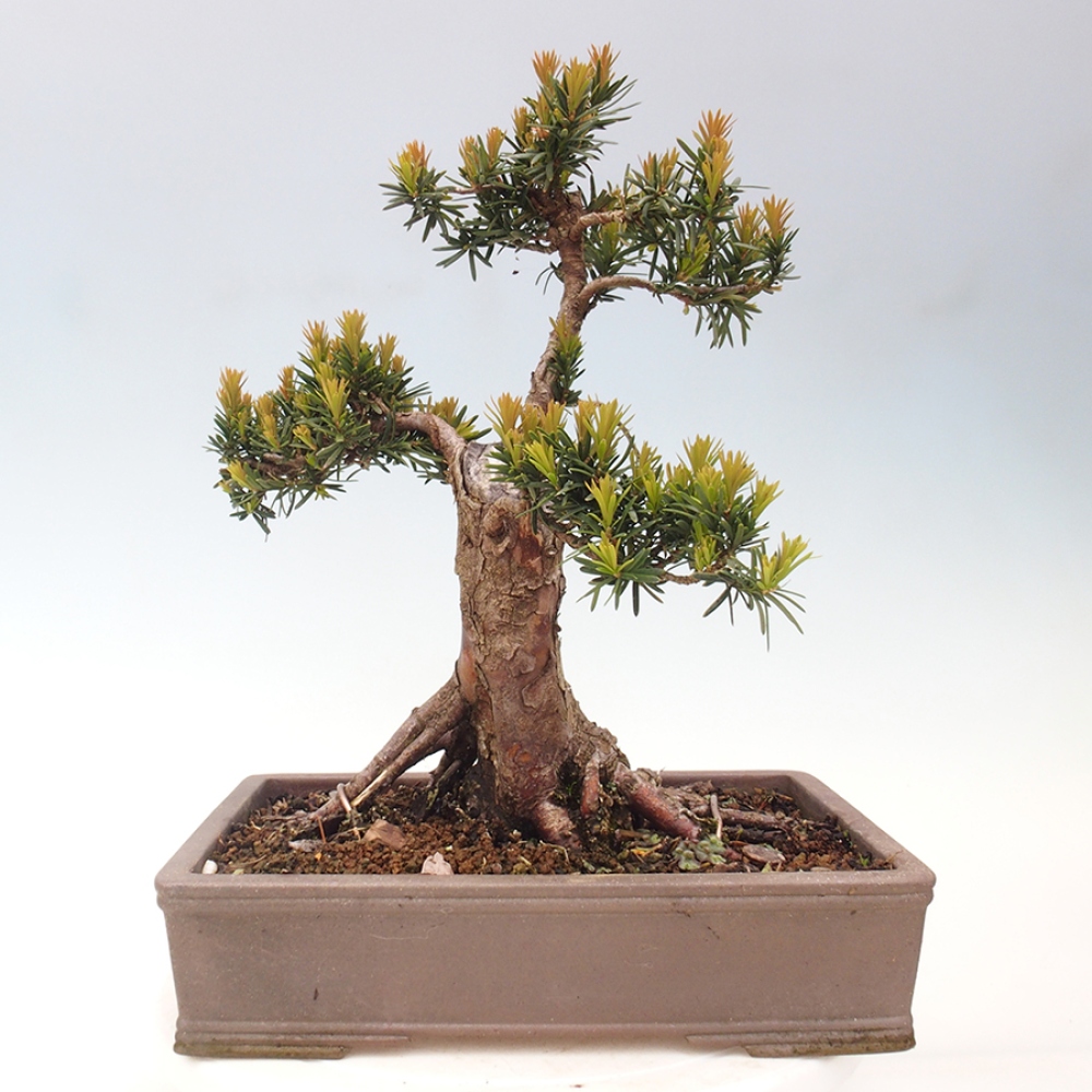 Vonkajší bonsai - Taxus cuspidata - Tis japonský