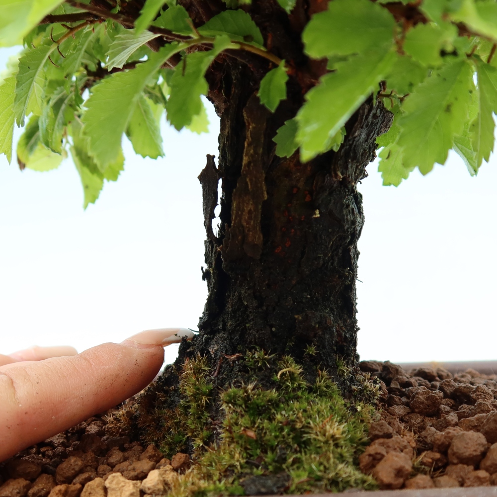 Vonkajšie bonsaje - Zelkova - Zelkova NIRE
