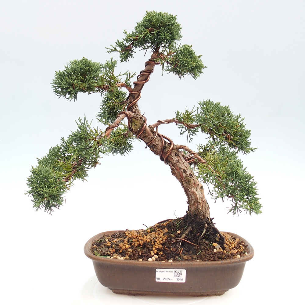 Vonkajšie bonsai - Juniperus chinensis Kishu -Jalovec čínsky