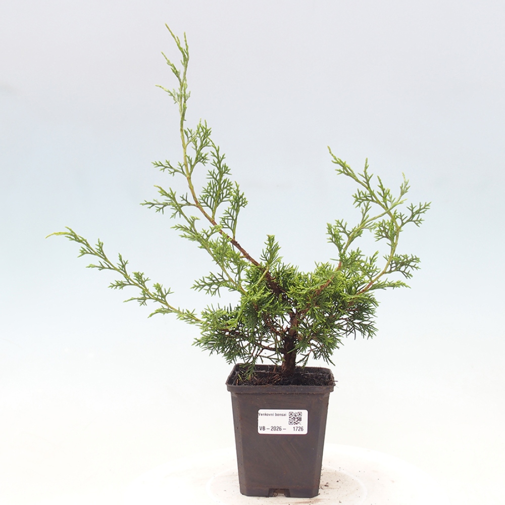 Vonkajší bonsaj - Juniperus chinensis Itoigawa