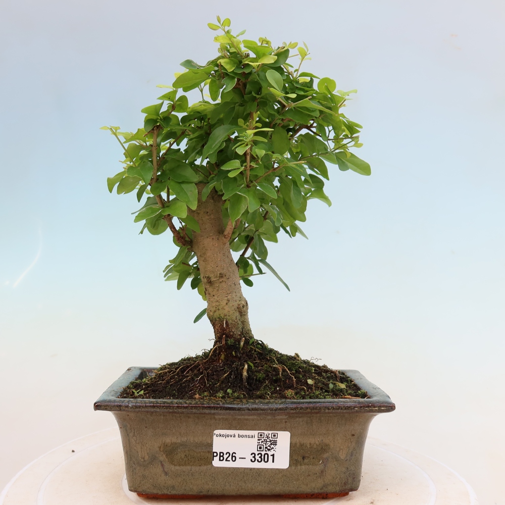 Izbový bonsaj -Ligustrum chinensis - Vtáčí zobák