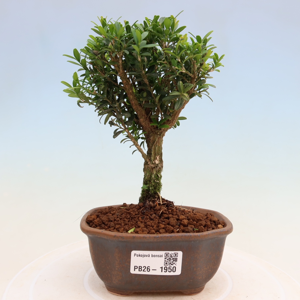 Izbové bonsaje - Buxus harlandii - korkový buxus