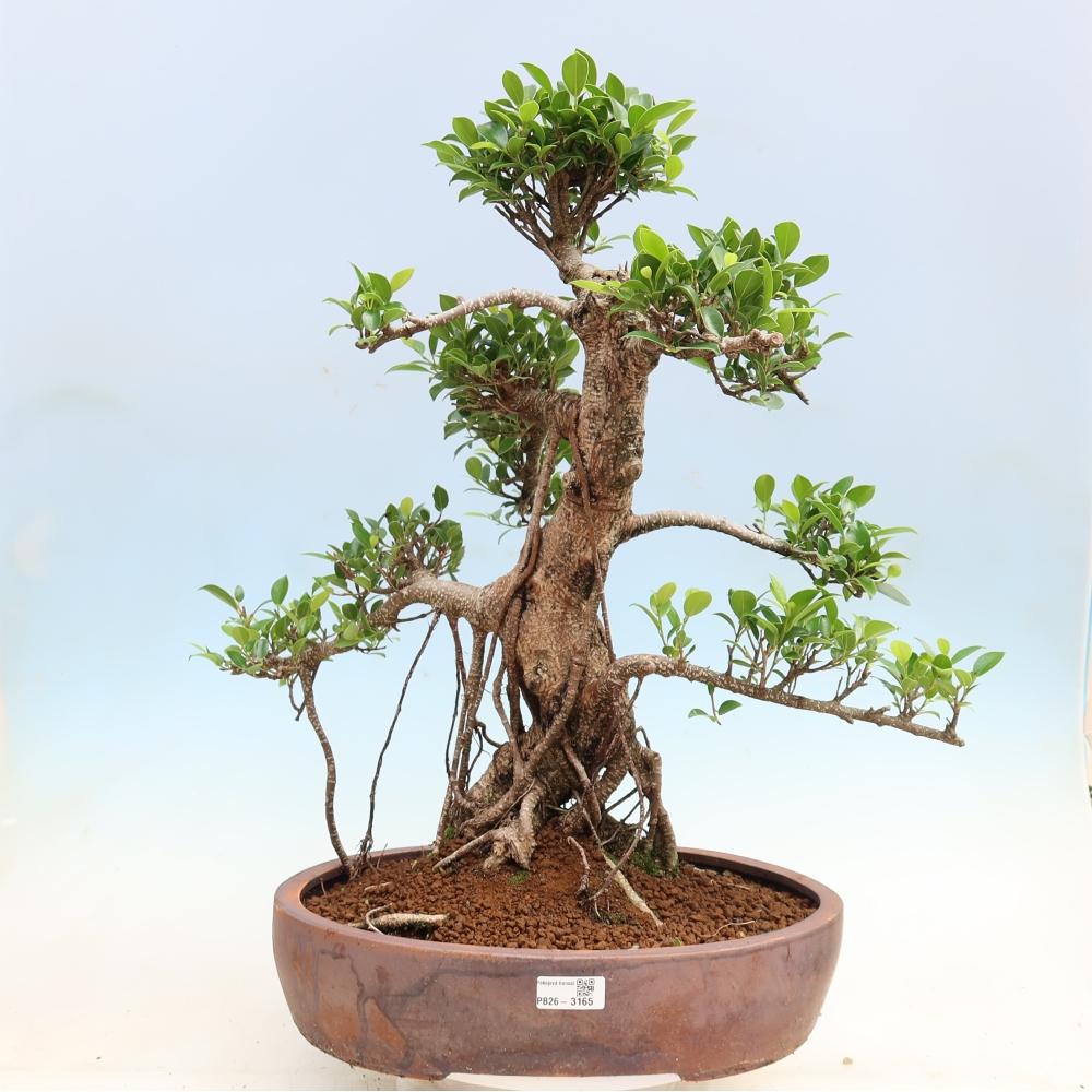Izbové bonsaje - Ficus kimmen - drobnolistý fikus