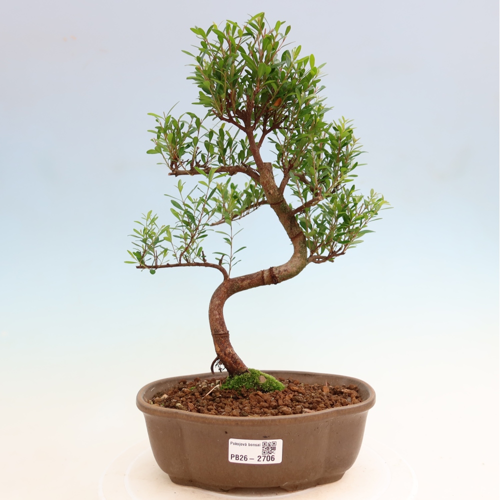 Izbové bonsaje - Syzygium - Pimento