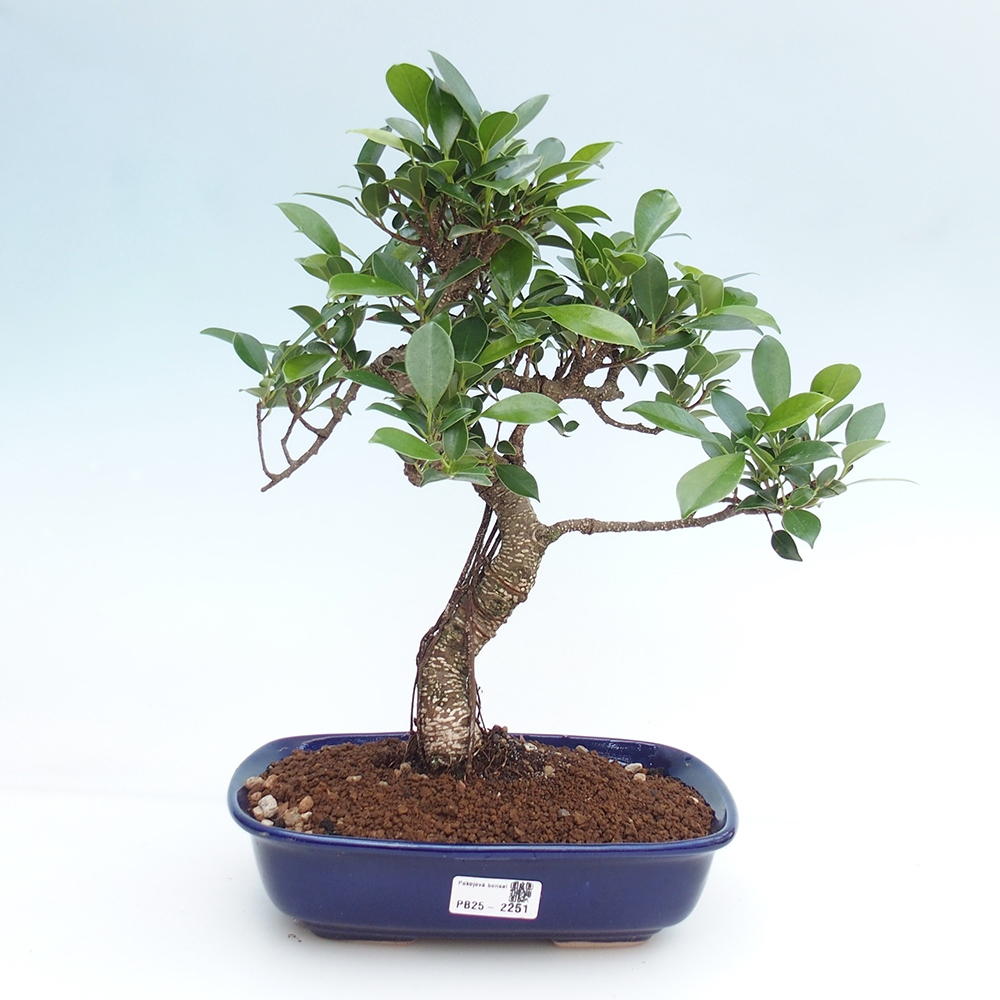 Izbová bonsai - Ficus kimmen - malolistá fikus