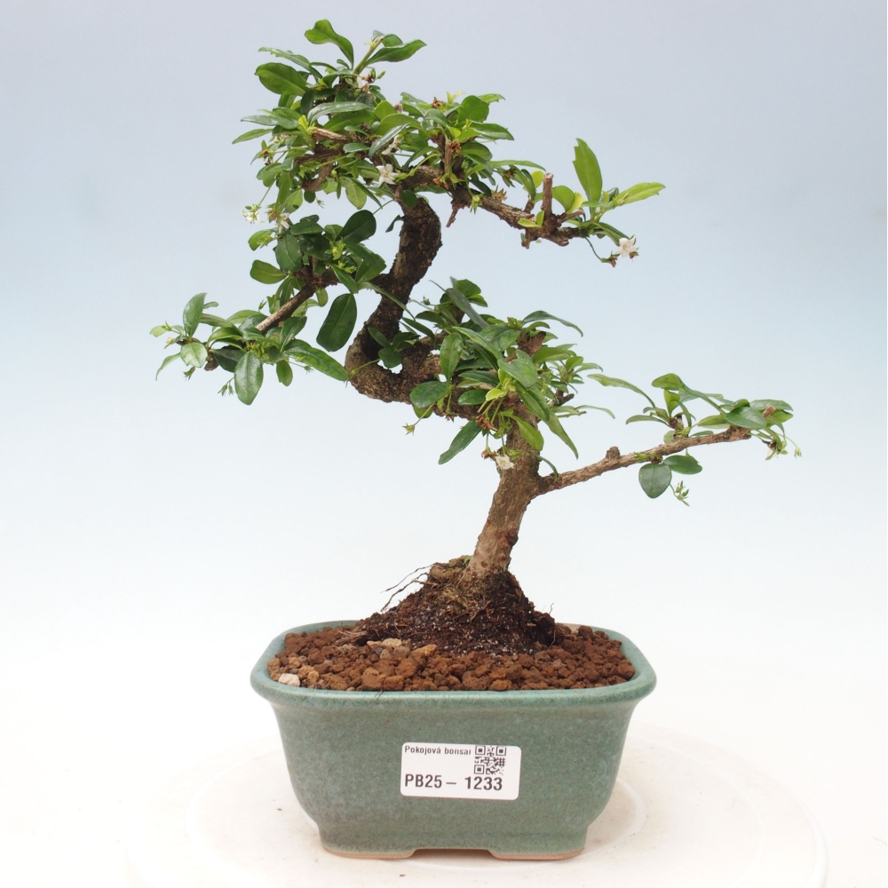 Izbová bonsai - Carmona macrophylla - Čaj fuki