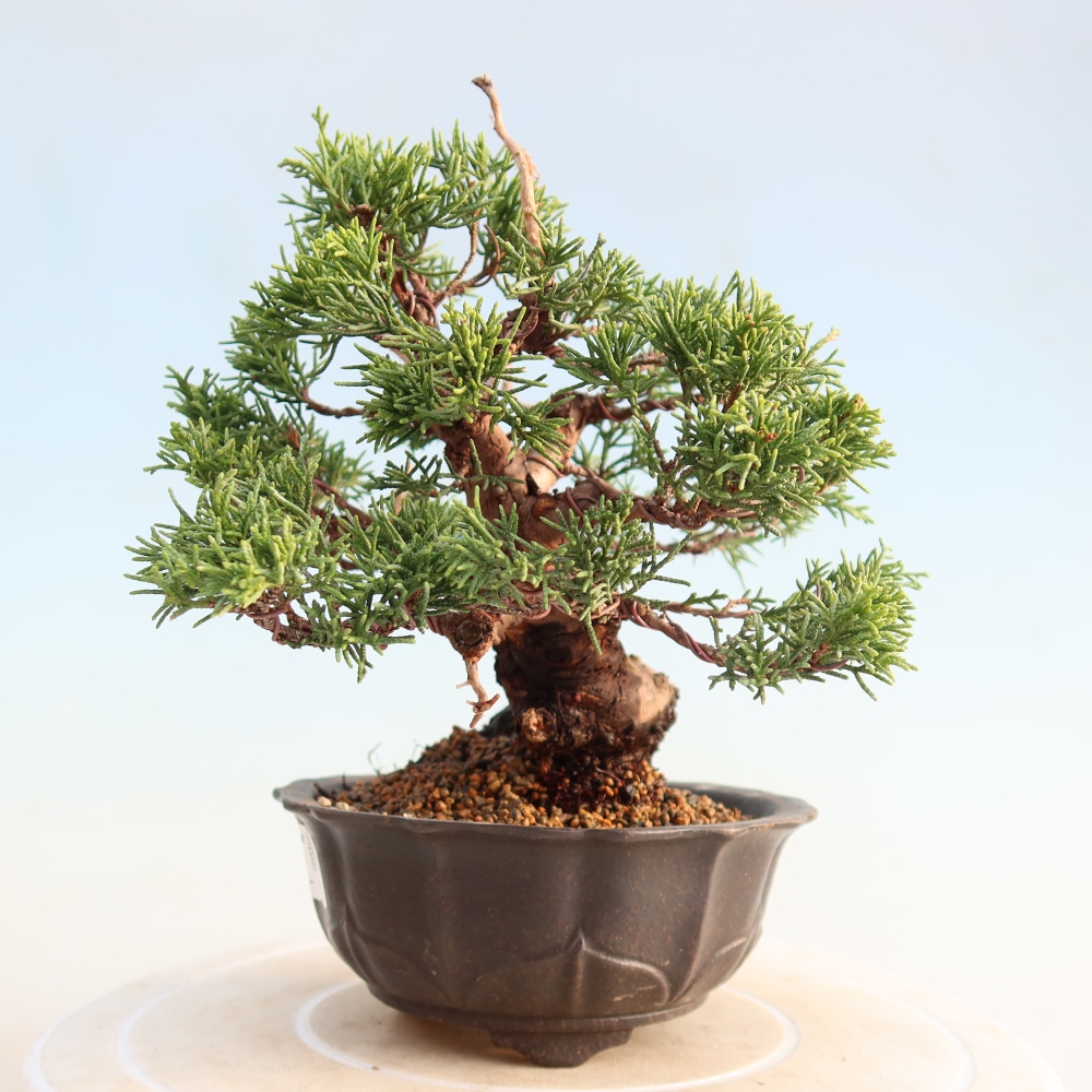 Vonkajší bonsai - Juniperus chinensis Itoigawa -Jalovec čínsky