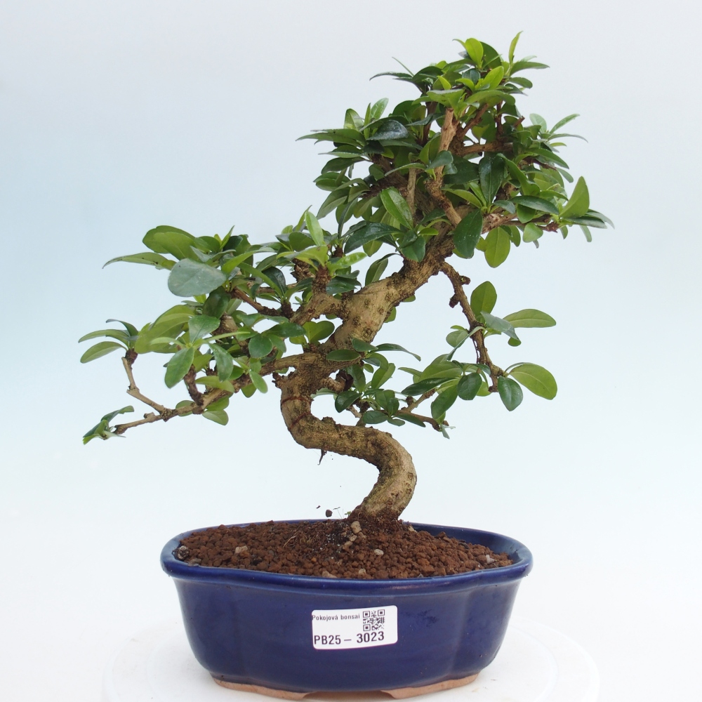 Izbová bonsai - Carmona macrophylla - Čaj fuki