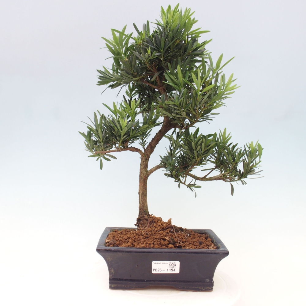 Izbová bonsai - Podocarpus - Kamenný tis