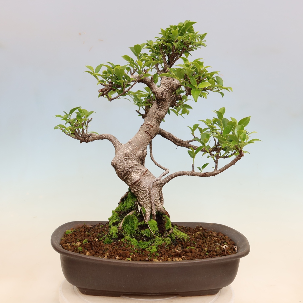 Izbové bonsaje - Ficus kimmen - drobnolistý fikus