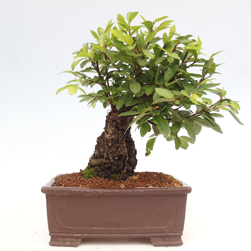 Vonkajšie bonsai - Zelkova - Zelkova serrata