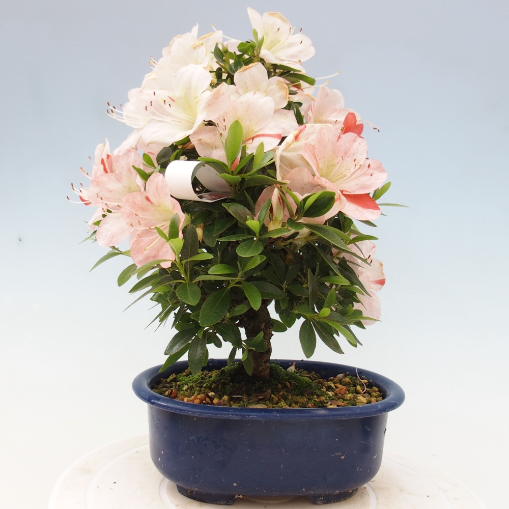 Vonkajší bonsai - Japonská azalka -  Azalea Asazakura