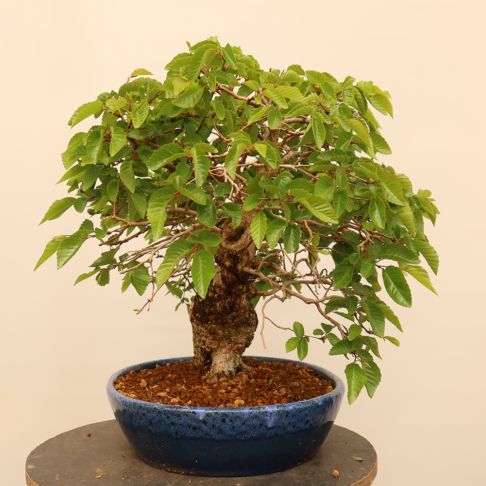 Vonkajší bonsai -Carpinus Coreana - Hrab kórejský