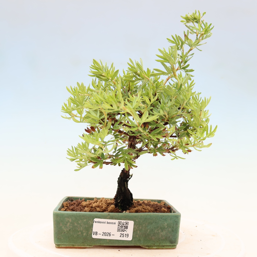 Vonkajšie bonsaje - Potentila fruticosa