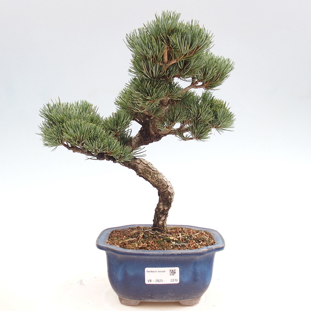 Vonkajšie bonsai - Pinus parviflora - Borovica drobnokvetá
