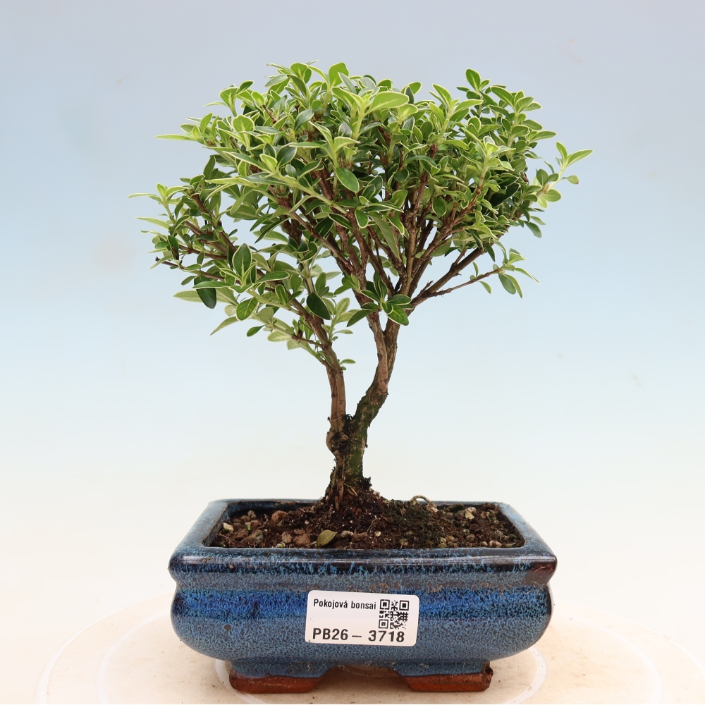 Izba bonsai – Serissa foetida Variegata – Strom tisíc hviezd