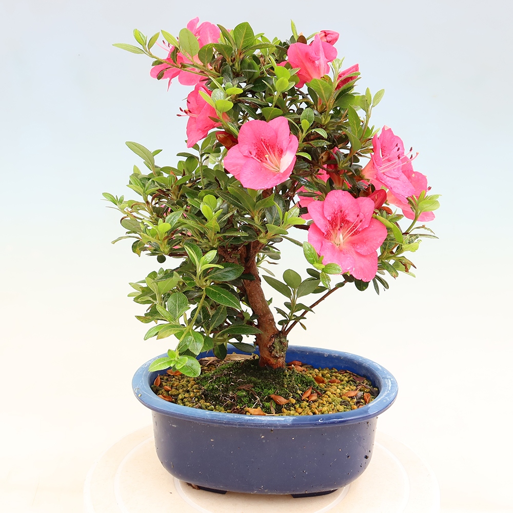 Vonkajšie bonsaje - Japonské azalky - Azalea Kobai