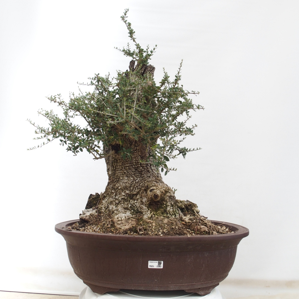 Izbová bonsai - Olea europaea sylvestris -Oliva evropská drobnolistá
