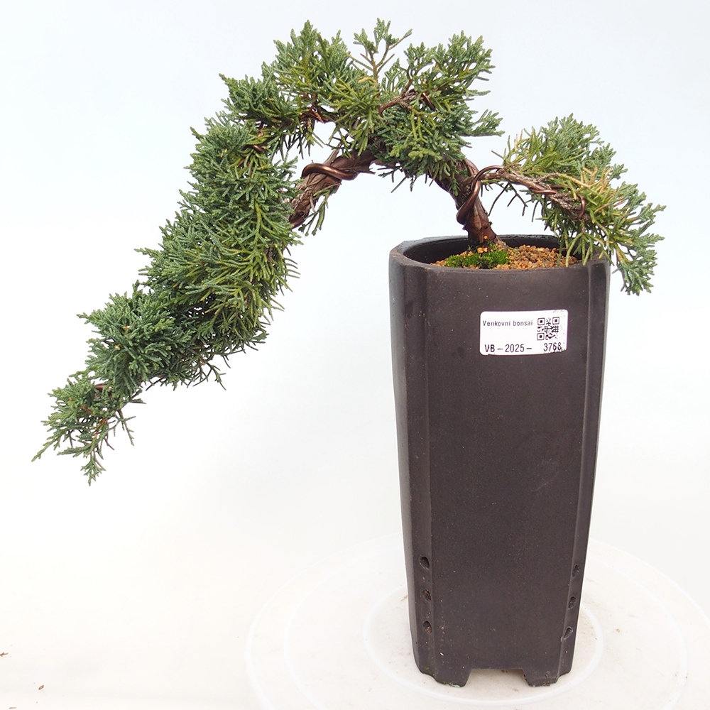Vonkajší bonsaj - Juniperus chinensis Kishu