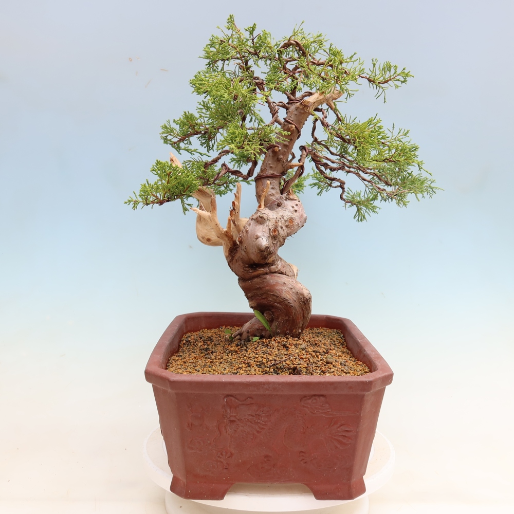 Vonkajší bonsai – Juniperus chinensis Itoigawa – čínsky jalovec