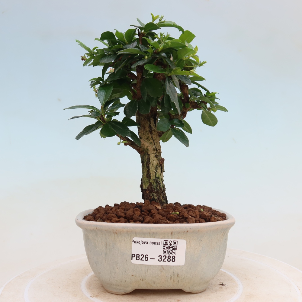 Izbové bonsaje - Carmona macrophylla - Tea fuki