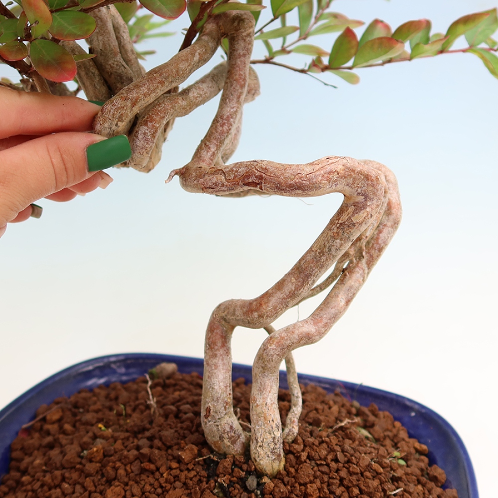 Izba bonsai – Lagerstroemia indica – indický orgován