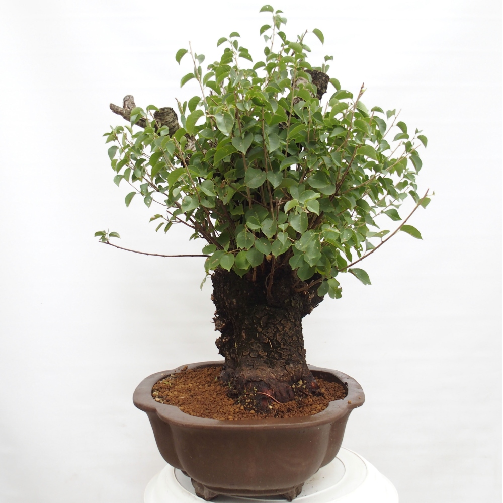 Vonkajšie bonsai - Mahalebka - Prunus mahalieb