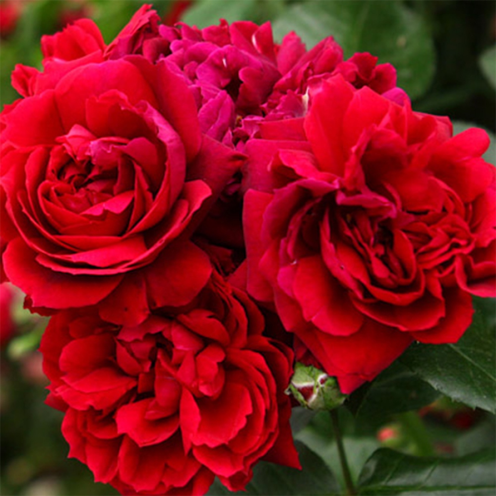 Vonkajší bonsai - Rosa Kordes - ruža