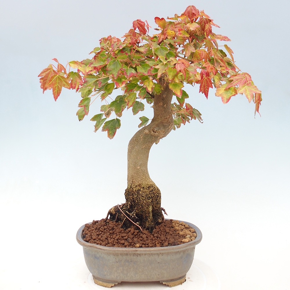 Vonkajšie bonsai - Javor Buergerianum - Javor Burgerův