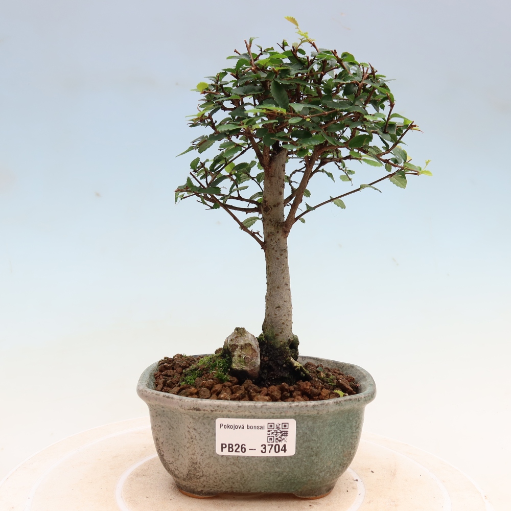 Izbový bonsaj - Ulmus parvifolia - brest malolistý