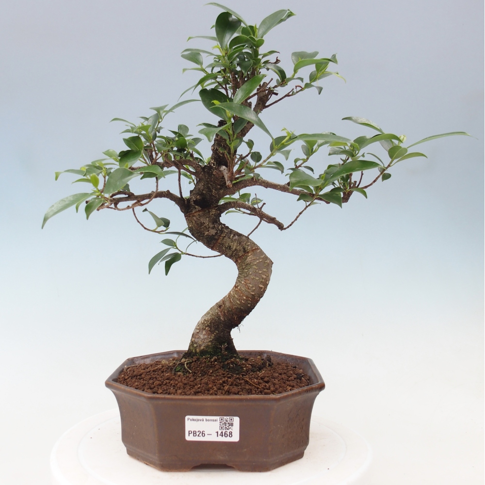 Izbový bonsaj - Ficus retusa - drobnolistý fikus