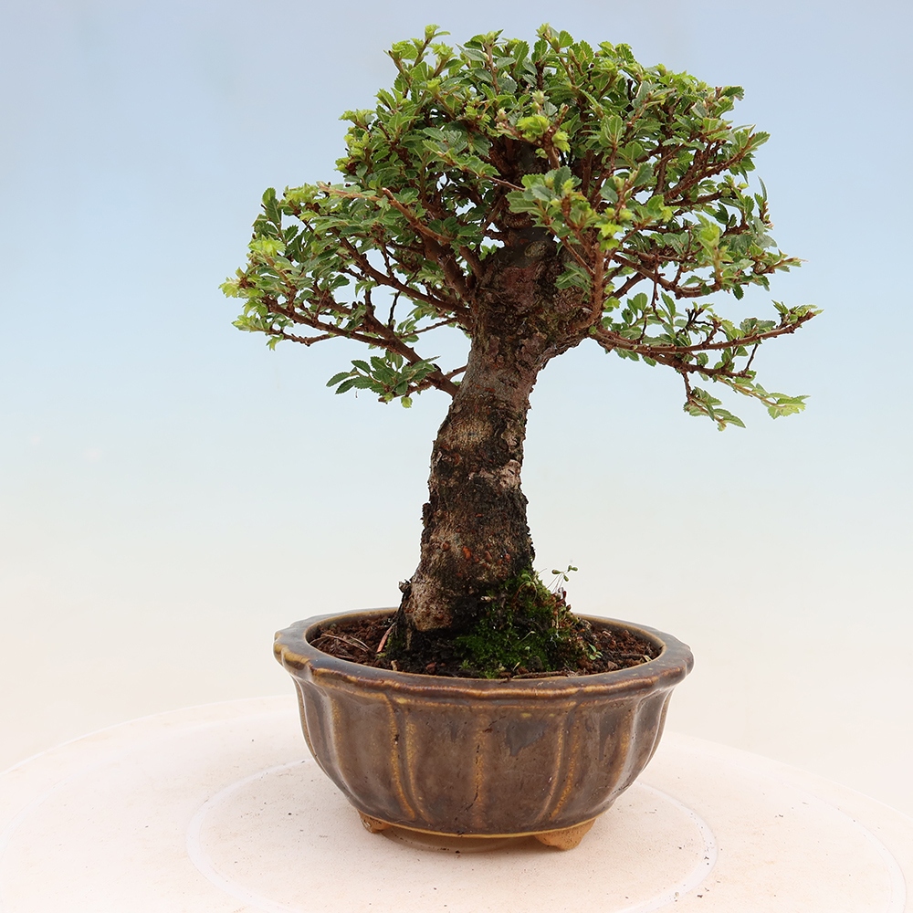 Vonkajší bonsai – Ulmus parvifolia Sagei – javor malolistý
