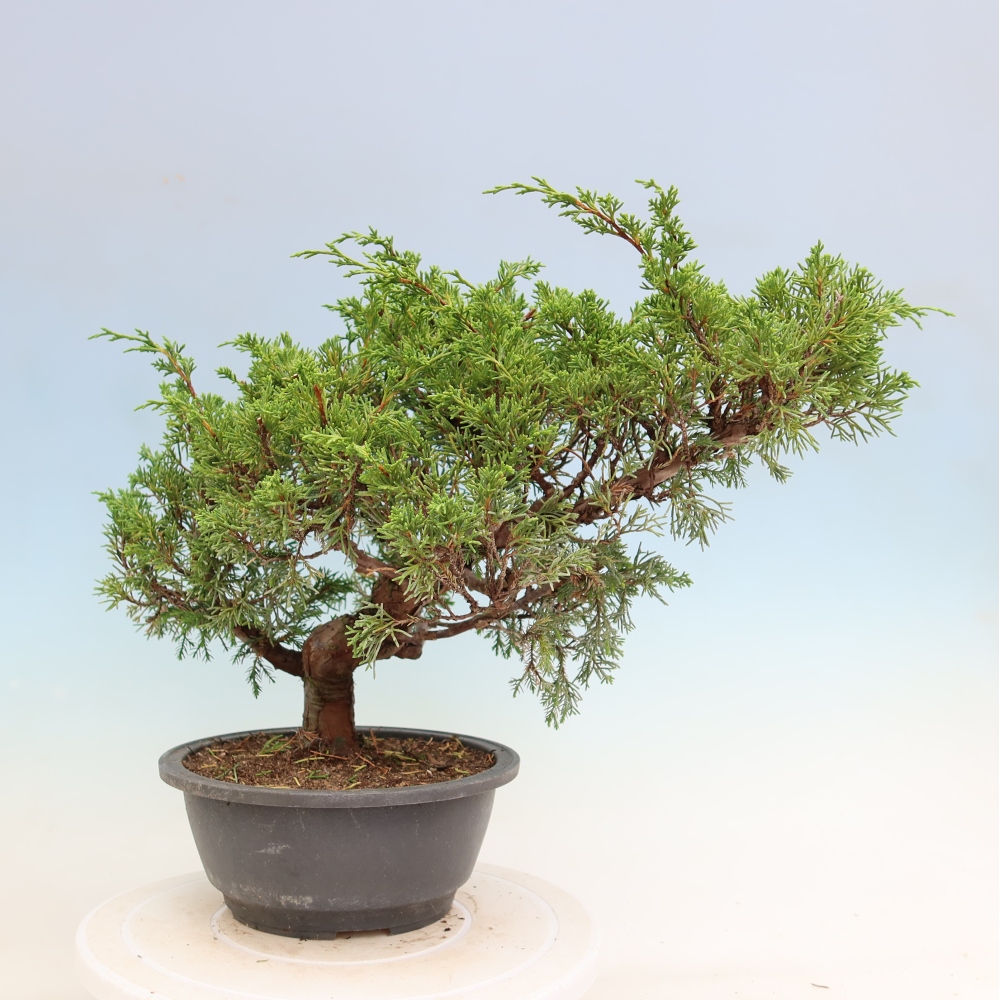 Vonkajší bonsai – Juniperus chinensis Itoigawa – čínsky jalovec