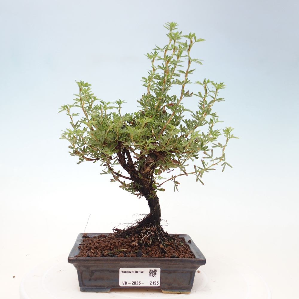 Vonkajšia bonsai-Nátržník krovitá - potentila fruticosa yellow Bird