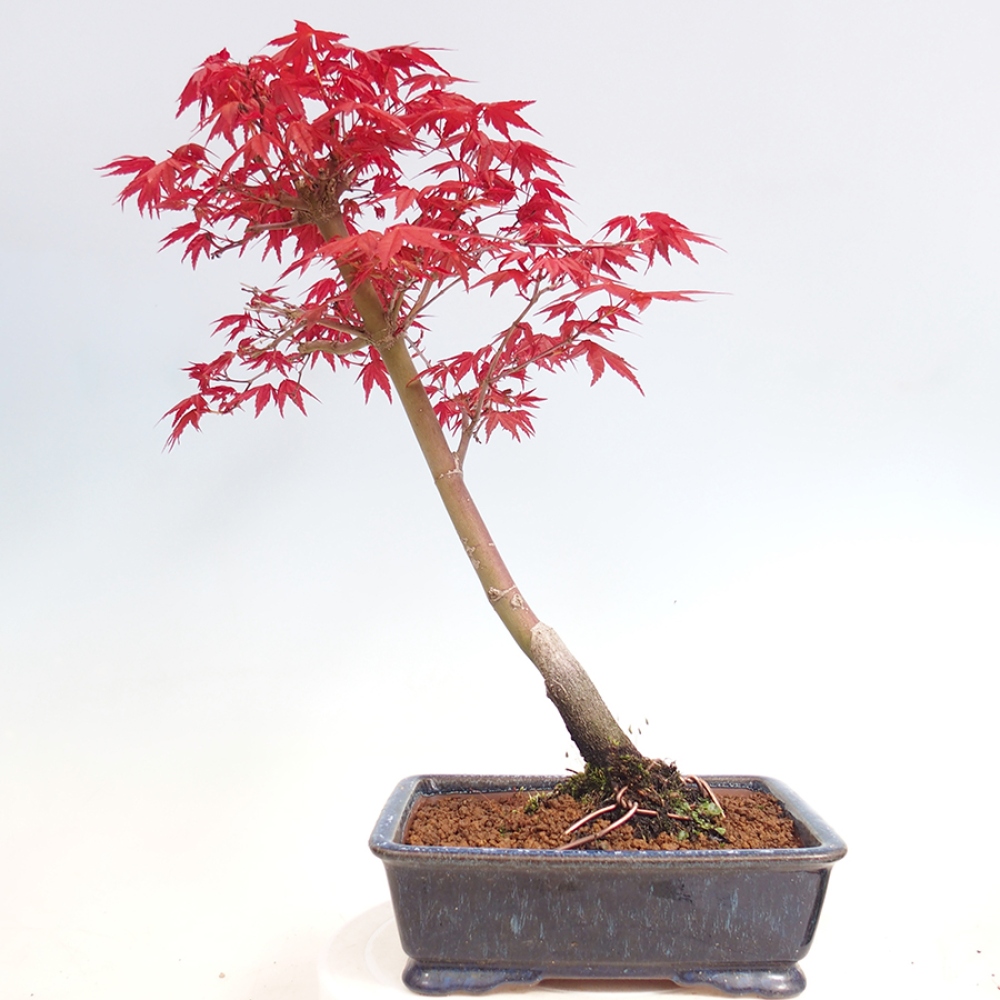 Vonkajšie bonsai - Javor dlaňolistý - Acer palmatum DESHOJO