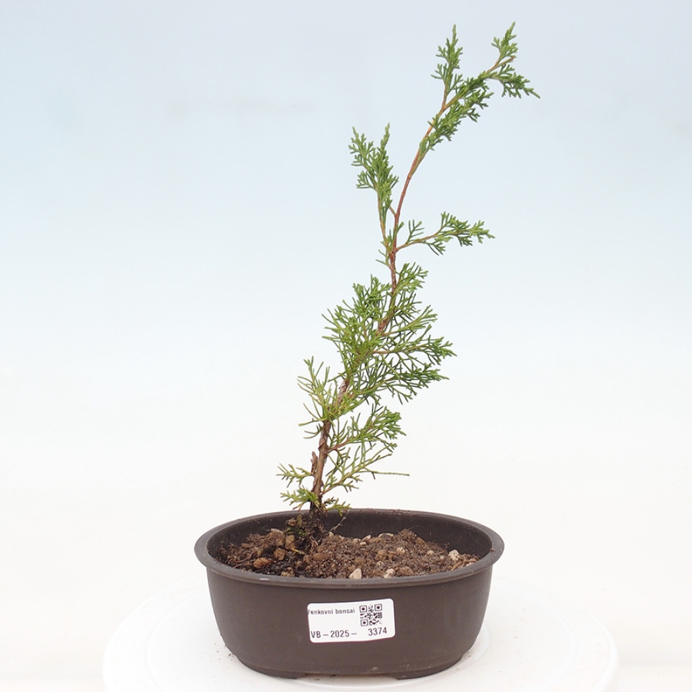 Vonkajší bonsai - Juniperus chinensis Itoigawa -Jalovec čínsky