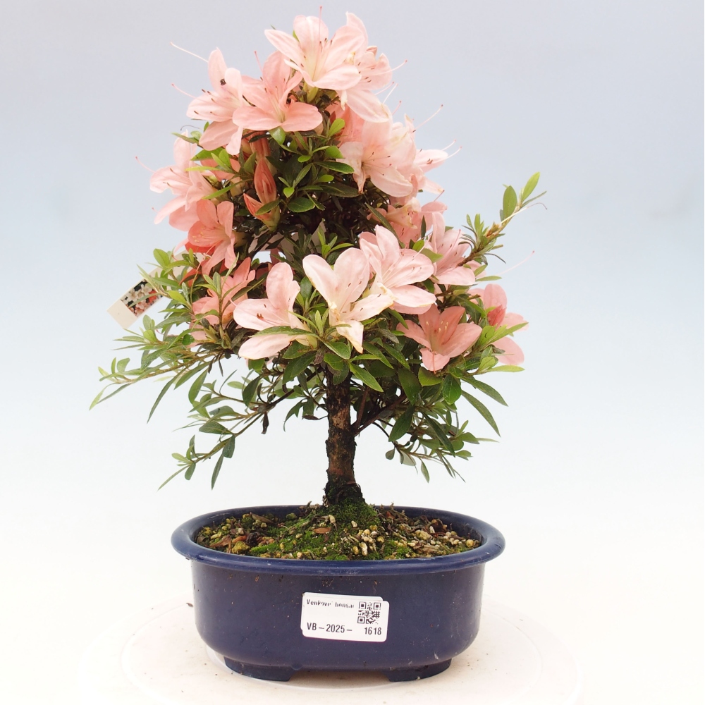 Vonkajší bonsai - Japonská azalka -  Azalea Nikko