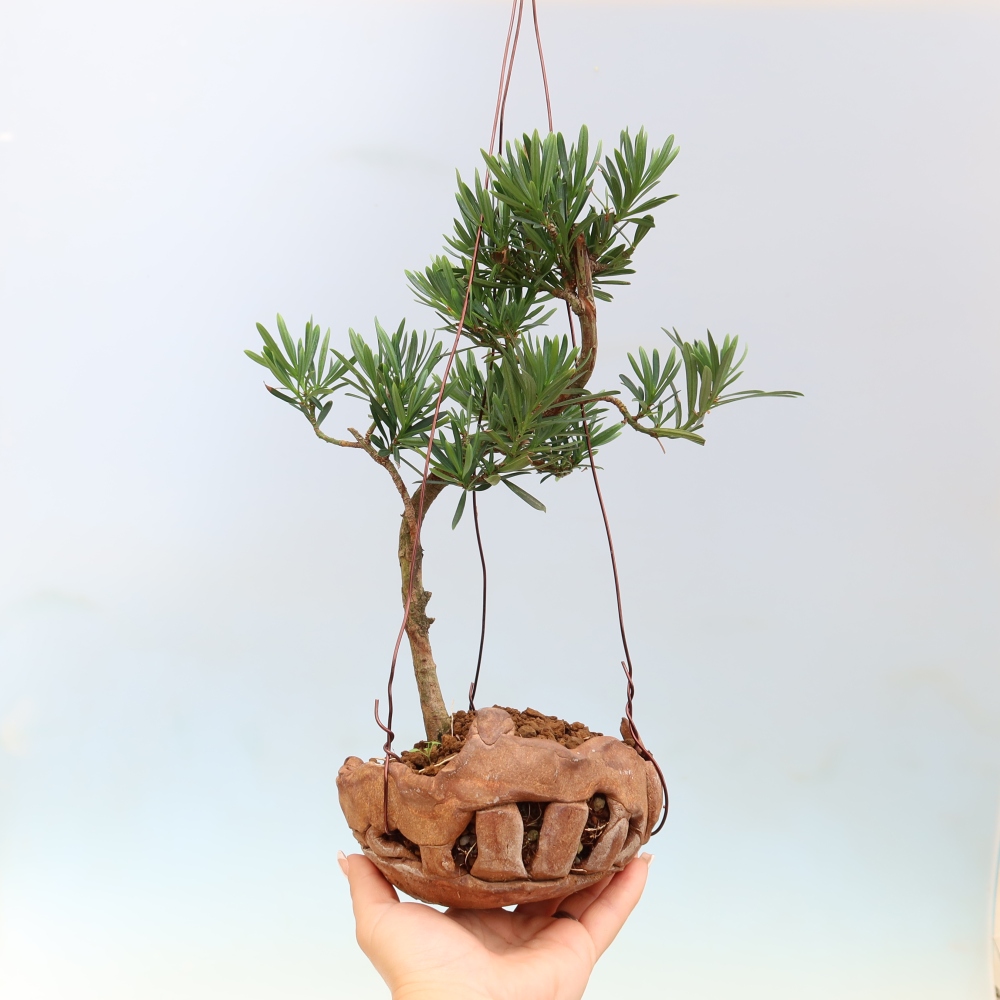 Kokedama v keramike – Podocarpus – Kamenný tis