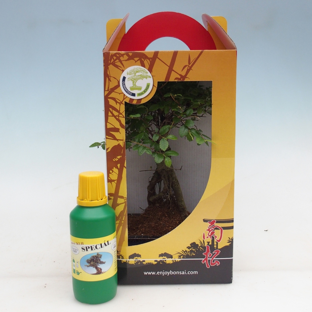 Ulmus parvifolia - brest čínsky