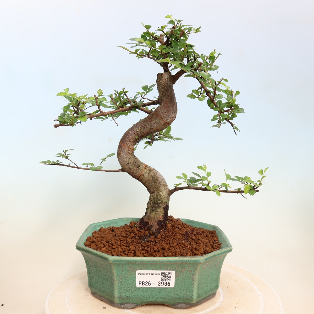 Izbový bonsaj - Ulmus parvifolia - brest malolistý