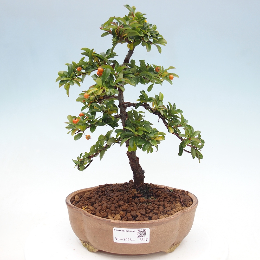 Vonkajšie bonsaje-Pyracantha Teton -Hlox